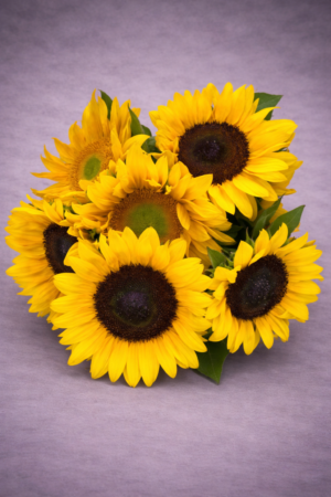 Vibrant Sunflowers in Full Bloom –